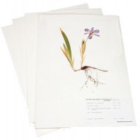 Herbarium Mounting Paper